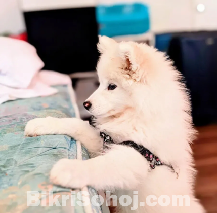 Russian Samoyed puppy 9 months old